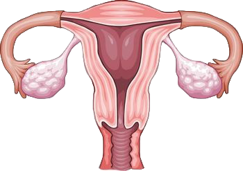 Internal Female Organs